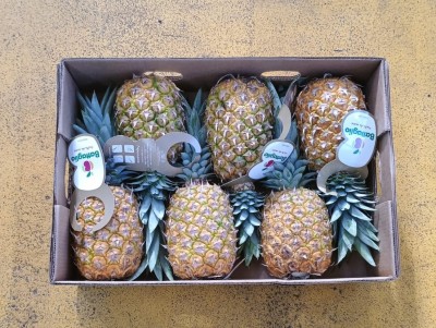 Foto Ananas Varietà Gold Pines Calibro 6 Origine Costa Rica Marchio Battaglio  3