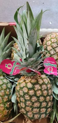 Foto Ananas Confezione da 7 Frutti Origine Costa Rica Marchio Battaglio 2