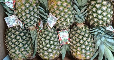 Foto Ananas CAlibro 6 Origine Costa Rica Marchio Cofruit 2