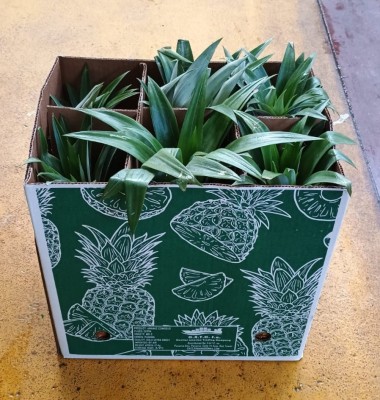 Foto Ananas Via Aerea Calibro 6 Origine Panama Marchio C.A.T.C. 2