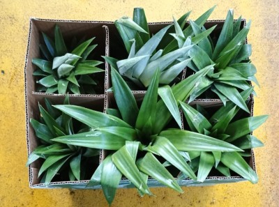 Foto Ananas Via Aerea Calibro 6 Origine Panama Marchio C.A.T.C. 3