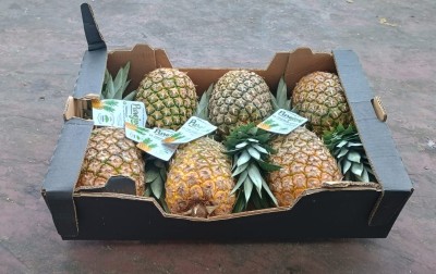 Foto Ananas Calibro 6 Origine Costarica Marchio Pure Joy  1