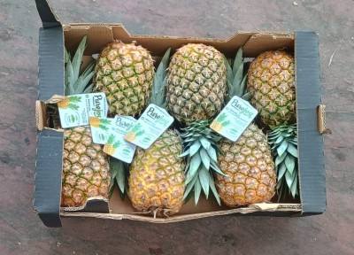 Foto Ananas Calibro 6 Origine Costarica Marchio Pure Joy  3