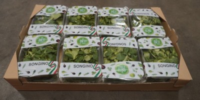 Foto Songino Cartone da 8 Vaschette da 100 gr Origine Italia Marchio Regina 1