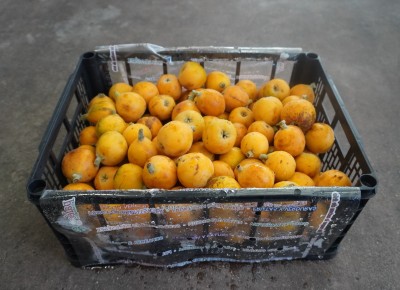 Foto Nespole Varietà Algar Origine Spagna Marchio Raimondo  1