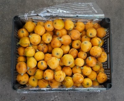 Foto Nespole Varietà Algar Origine Spagna Marchio Raimondo  3