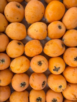 Foto Nespole Varietà Algar Calibro GGG Origine Spagna Marchio Ruchey 2