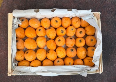 Foto Nespole Varietà Algar Calibro GGG Origine Spagna Marchio Ruchey 3