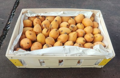 Foto Nespole Varietà Algar Origine Spagna Calibro GG Marchio Ruchey 1