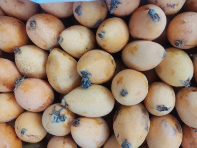 Foto Nespole Varietà Algar Origine Spagna Calibro GG Marchio Ruchey 2