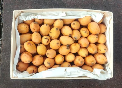 Foto Nespole Varietà Algar Origine Spagna Calibro GG Marchio Ruchey 3