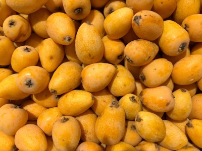 Foto Nespole Algar Calibro M Origine Spagna Marchio Ruchey   2