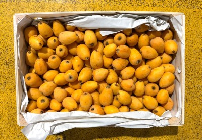 Foto Nespole Algar Calibro M Origine Spagna Marchio Ruchey   3