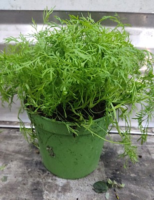 Foto Piantina di Aneto Origine Italia Marchio Agriroma	 1