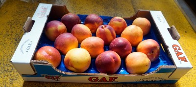 Foto Nettarine Varietà Pasta Gialla Origine Italia Calibro 16 Marchio Gaf 1