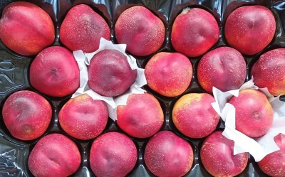 Foto Nettarine Varietà Pasta Gialla Calibro 20 Origine Spagna Marchio Valero  2