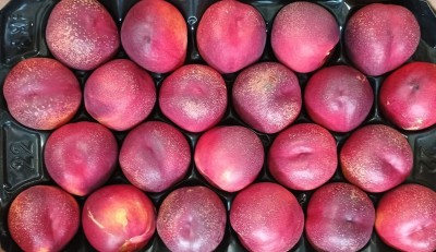 Foto Nettarine Varietà Carmina Calibro A22 Origine Spagna Marchio Valblanca 2