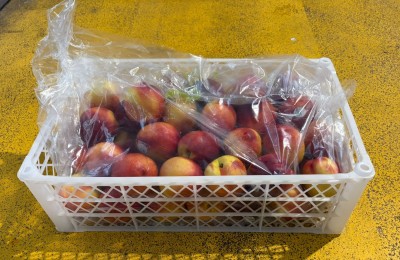 Foto Nettarine Varietà Venus Calibro 36 Origine Cile Marchio Agricola Gloria 1