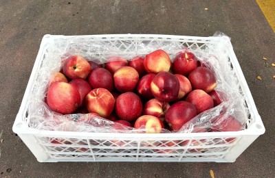 Foto Nettarine Varietà Sweet Giant Calibro 40 Origine Chile Marchio Agricola Gloria  1