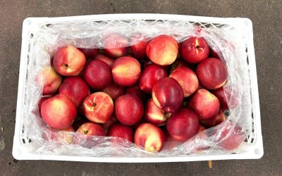 Foto Nettarine Varietà Sweet Giant Calibro 40 Origine Chile Marchio Agricola Gloria  3