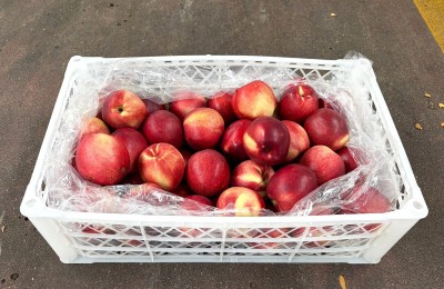 Foto Nettarine Varietà Sweer Giant Calibro 44 Origine Cile Marchio Agricola Gloria 1