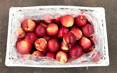 Foto Nettarine Varietà Sweer Giant Calibro 44 Origine Cile Marchio Agricola Gloria 3