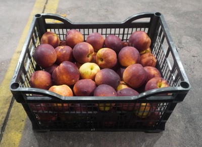 Foto Nettarine Varietà Pasta Gialla Calibro AA Origine Grecia Marchio Import Export Srl  1