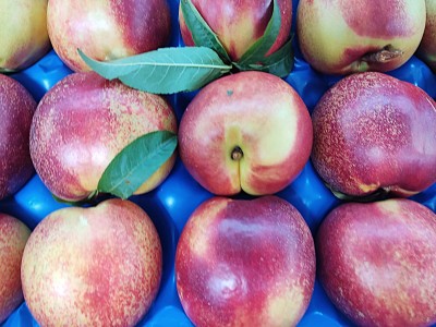 Foto Nettarine a Pasta Gialla Calibro 15 Origine Italia Marchio Pirozzi         2