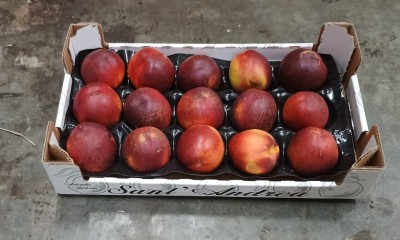 Foto Nettarine Varietà Atanais Calibro 15 Origine Italia Marchio Sant'Andrea  1