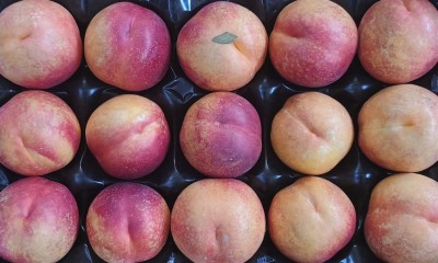Foto Nettarine Varietà Kinolea Calibro 15 Origine Italia Marchio Sant'Andrea  2