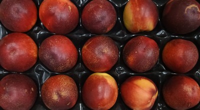 Foto Nettarine Varietà Atanais  Calibro 15 Origine Italia Marchio Sant'Andrea  2