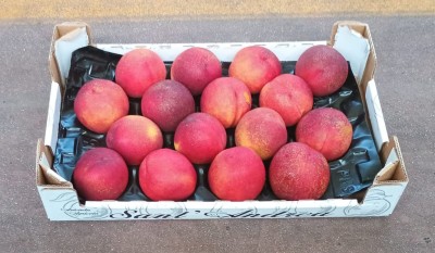 Foto Nettarine Varietà Atanais Calibro 16 Origine Italia Marchio Sant'Andrea  1