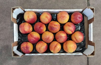 Foto Nettarine Varietà Kinolea Calibro 16 Origine Italia Marchio Sant'Andrea    3
