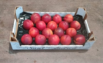Foto Nettarine Varietà Honey Blaze Calibro 18 Origine Italia Marchio Sant'Andrea          1
