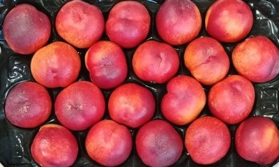 Foto Nettarine Varietà Bing Bang Calibro 20 Origine Italia Marchio Sant'Andrea       2