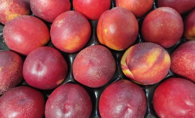 Foto Nettarine Varietà Honey Blaze Calibro 20 Origine Italia Marchio Sant'Andrea	       2