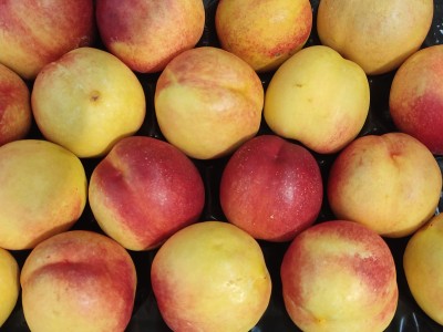 Foto Nettarine Varietà Kinolea Calibro 20 Origine Italia Marchio Sant'Andrea    2