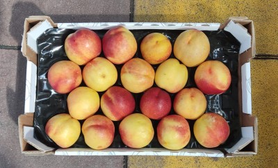 Foto Nettarine Varietà Kinolea Calibro 20 Origine Italia Marchio Sant'Andrea    3
