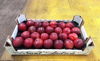 Foto Nettarine Varietà Bing Bang Calibro 26 Origine Italia Marchio Sant'Andrea 1