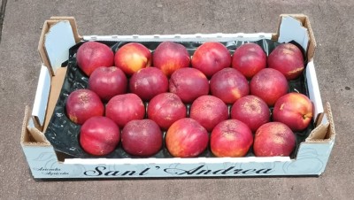 Foto Nettarine Varietà Bing Bang Calibro 22Origine Italia Marchio Sant'Andrea 1