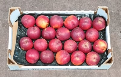 Foto Nettarine Varietà Bing Bang Calibro 22Origine Italia Marchio Sant'Andrea 3