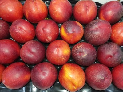 Foto Nettarine Varietà Honey Blaze Calibro 22 Origine Italia Marchio  Sant'Andrea            2