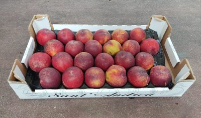 Foto Nettarine Varietà Early Bomba Calibro 24 Origine Italia Marchio Sant'Andrea            1