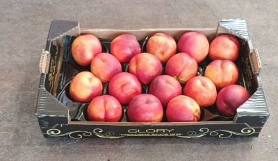 Foto Nettarine Varietà Honey Royal Calibro A16 Origine Spagna Marchio Glory 1