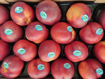 Foto Nettarine Varietà Bing Top Calibro 18 Origine Italia Marchio Valfrutta 2