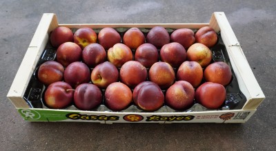 Foto Nettarine Varietà Pasta Gialla Calibro A26 Origine Spagna Marchio Casas Royes  1