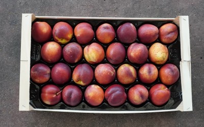 Foto Nettarine Varietà Pasta Gialla Calibro A26 Origine Spagna Marchio Casas Royes  3