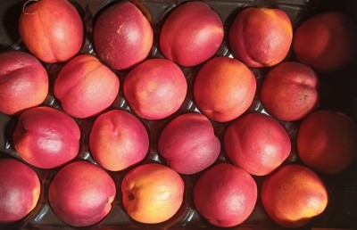 Foto Nettarine Varietà big Top Calibro 20 Origine Italia Marchio Alegra 2