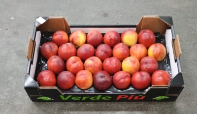 Foto Nettarine Varietà Early Bomba Calibro 26 Origine Italia Marchio Verde Piu       1