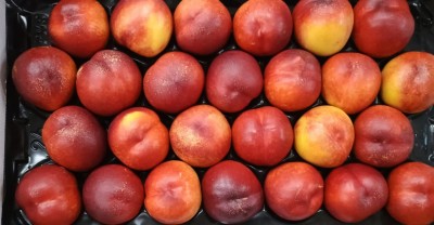 Foto Nettarine Varietà Early Bomba Calibro 26 Origine Italia Marchio Verde Piu       2